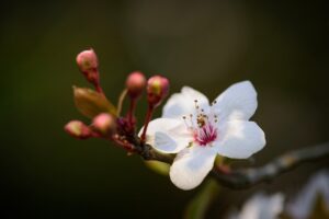 デリケートゾーンの黒ずみや臭いに効果的な日本製の安心石鹸は？