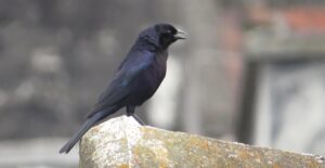 デリケートゾーンの黒ずみや臭い、加齢臭に効果的な対策クリームは？