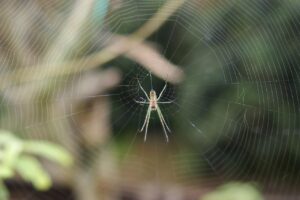 デリケートゾーンの黒ずみや臭いに効果的なクリームの継続使用はどうなの？