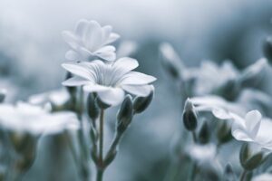 デリケートゾーンの黒ずみや臭いに効果的なドクターズコスメ石鹸は？