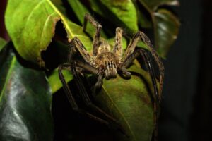 デリケートゾーンの黒ずみや臭いに最適なプレゼント向け石鹸は？
