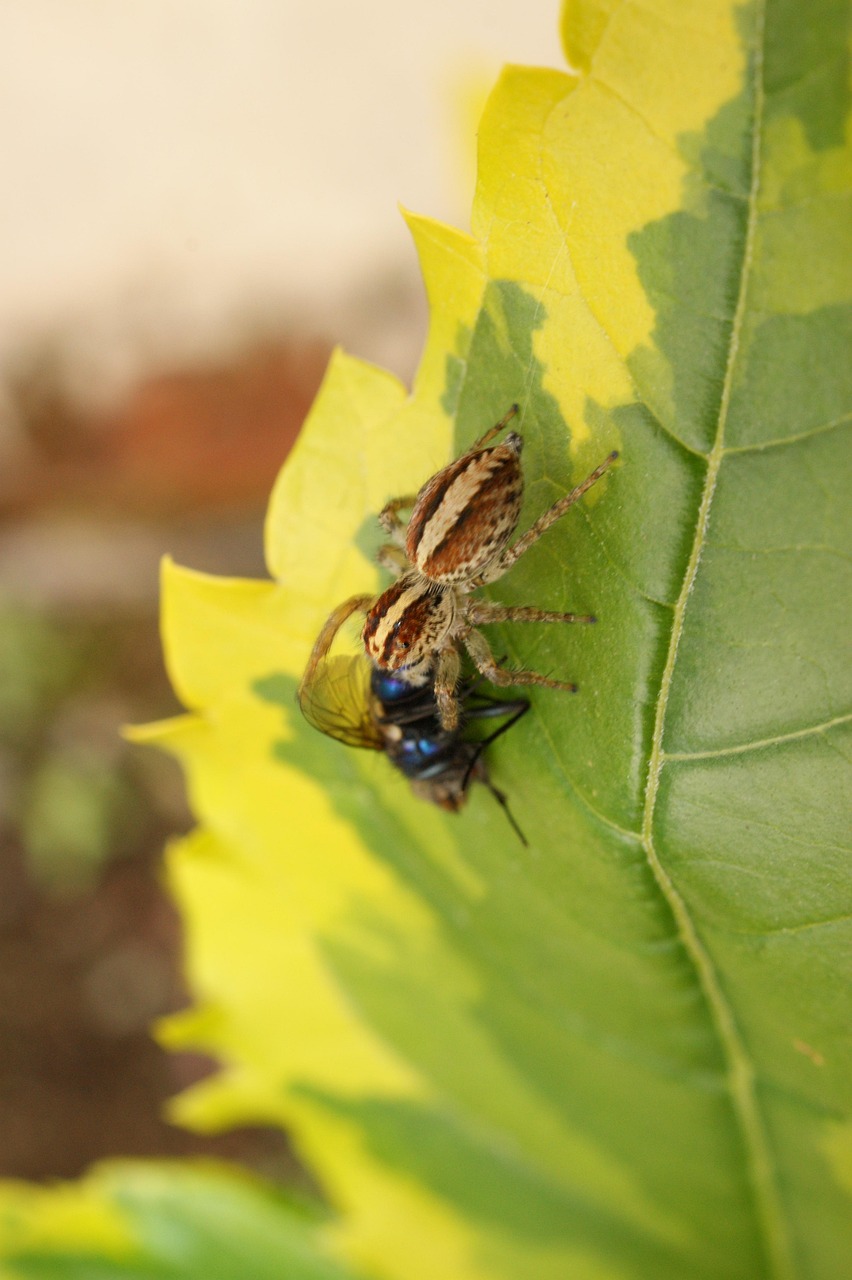 デリケートゾーンの黒ずみや臭いに効果的な香料なし石鹸は？