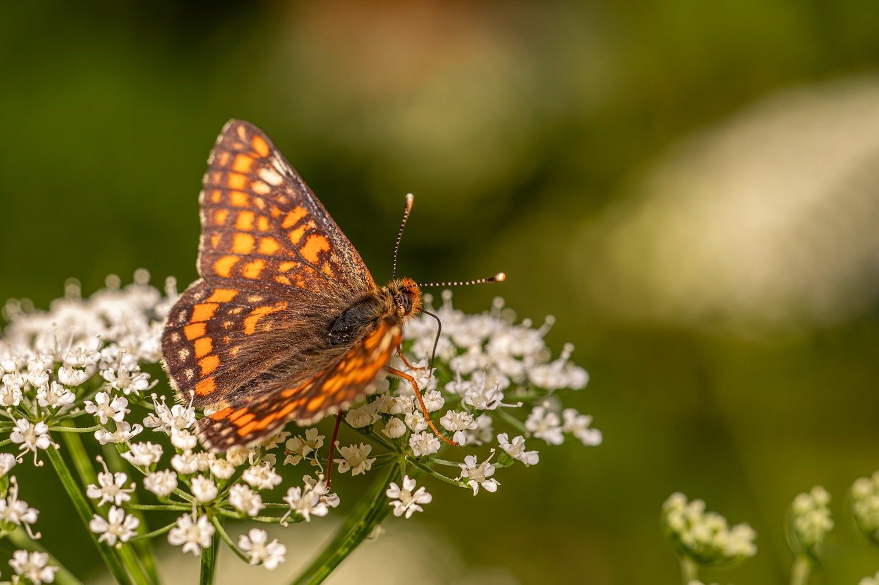 デリケートゾーンの黒ずみを改善する美白クリームの口コミは？